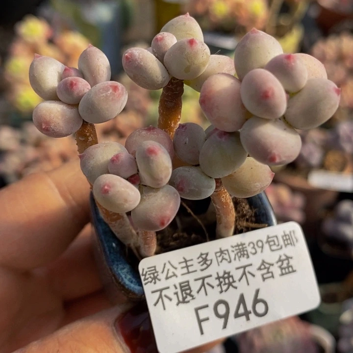 苹果奶四代946多肉植物