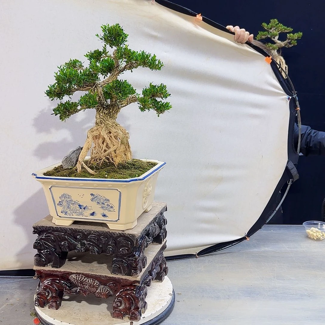 高端黄杨盆景艺术郭***来