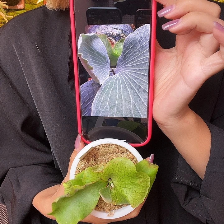 不开花植物蓝月。