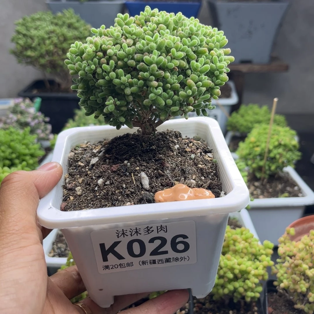 026蜜桔糖球枝干番杏