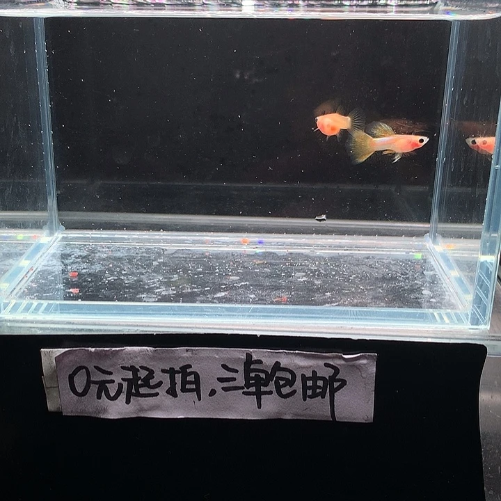 孔雀鱼粉猫幻彩一对