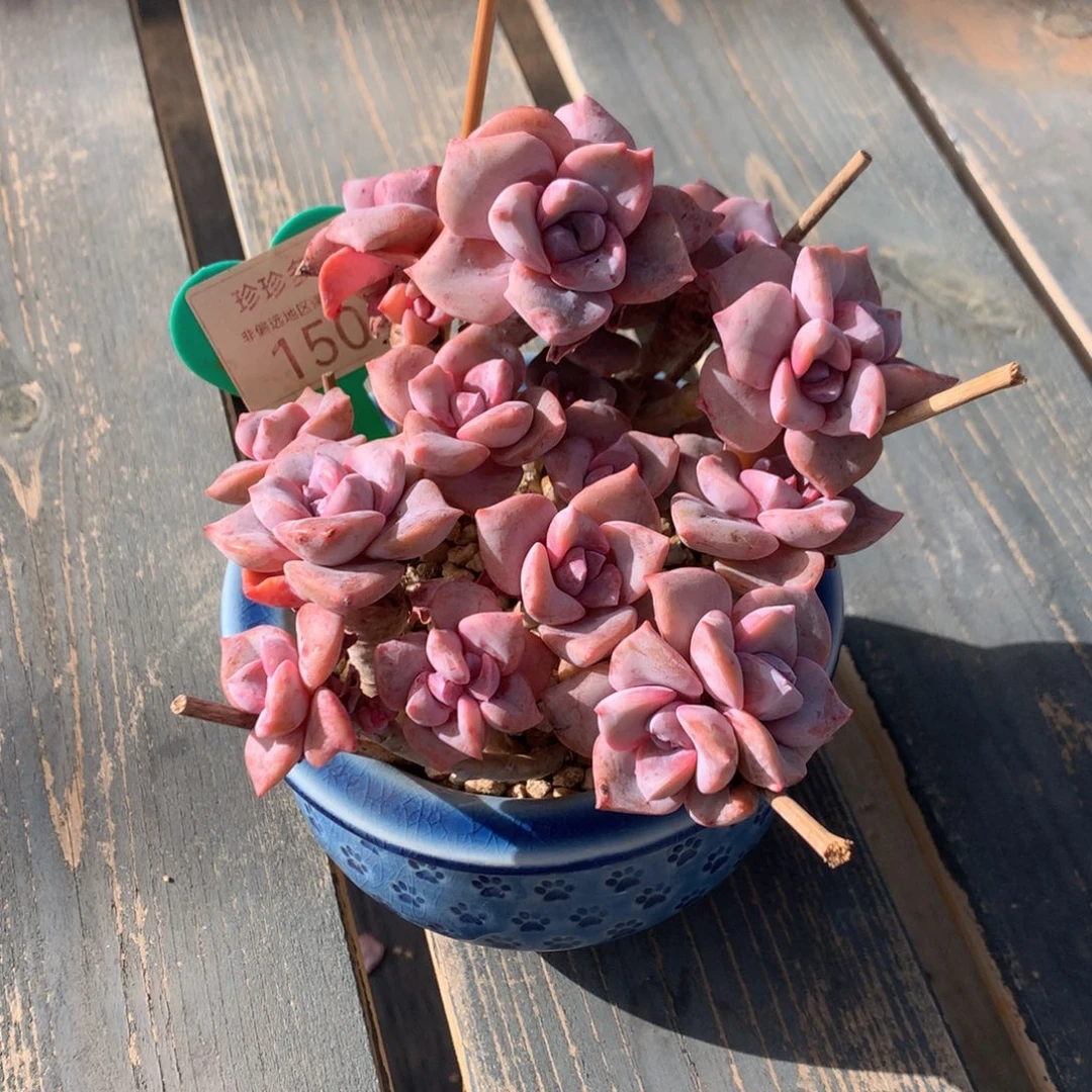 彩虹糖老桩无砍150