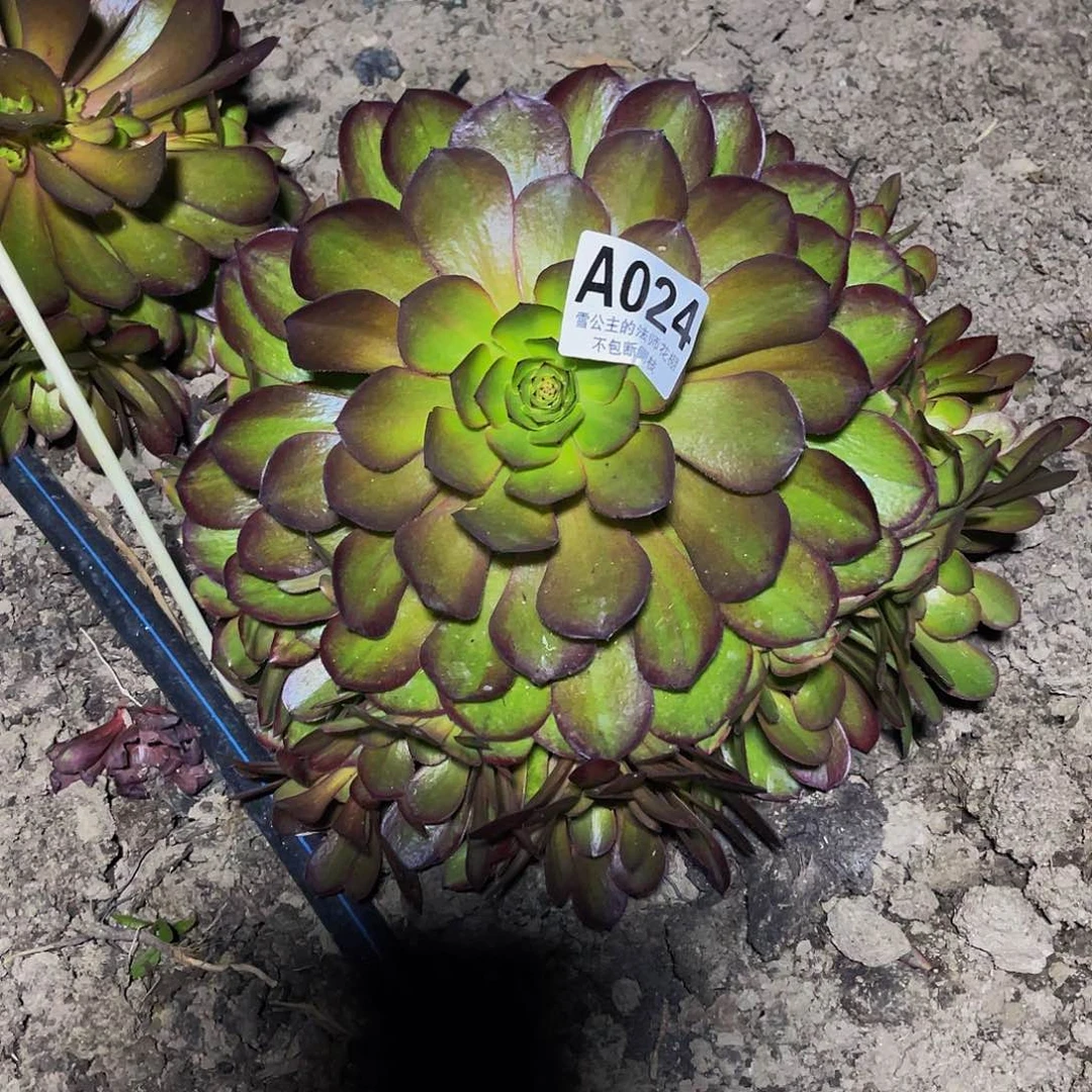 法师法师32–35包邮法师