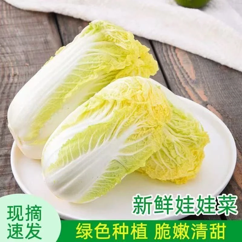 【竹林妹专属】现摘现发甘肃娃娃菜新鲜现砍脆嫩小白菜黄心娃娃菜