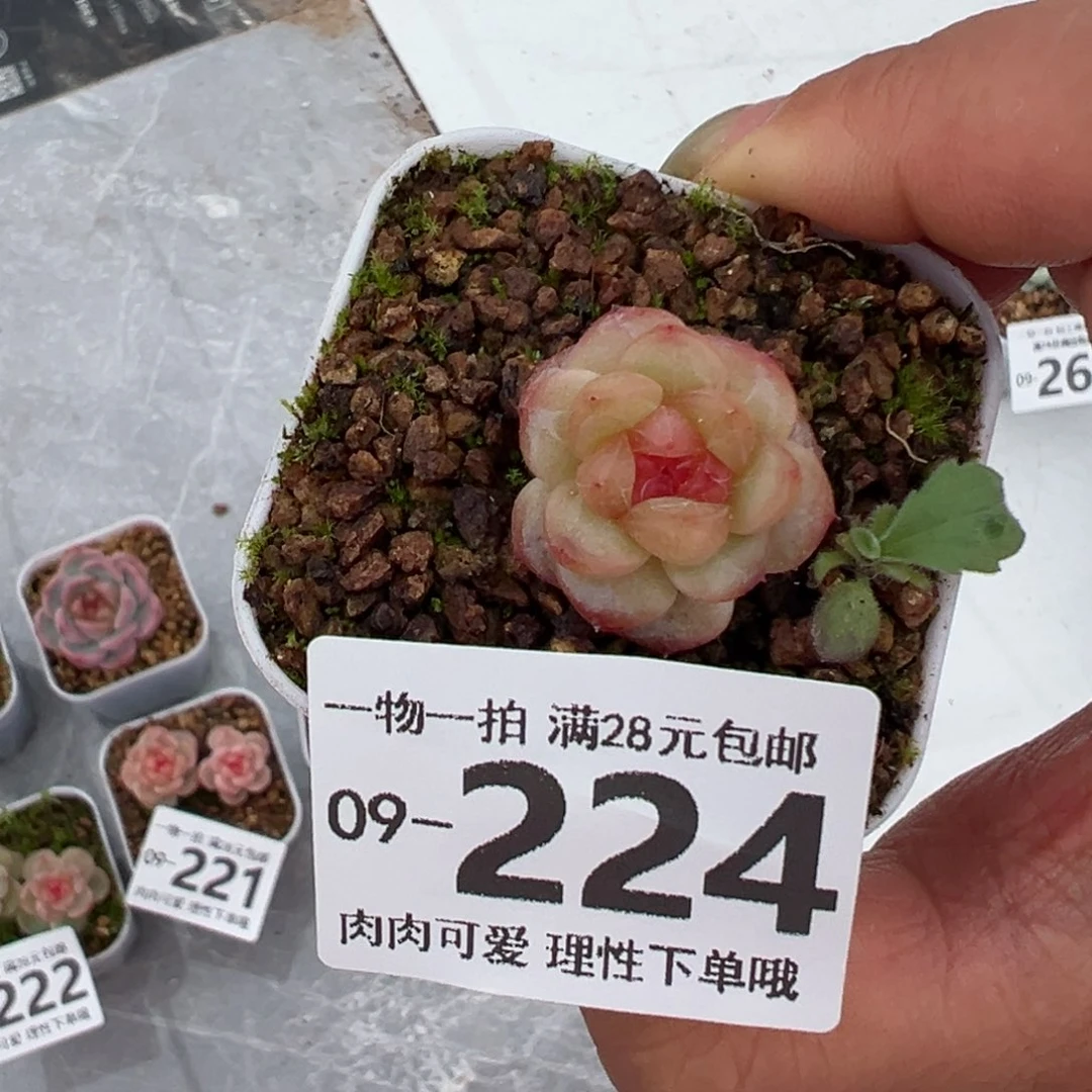 蜜桃甜心多肉多肉多肉多肉