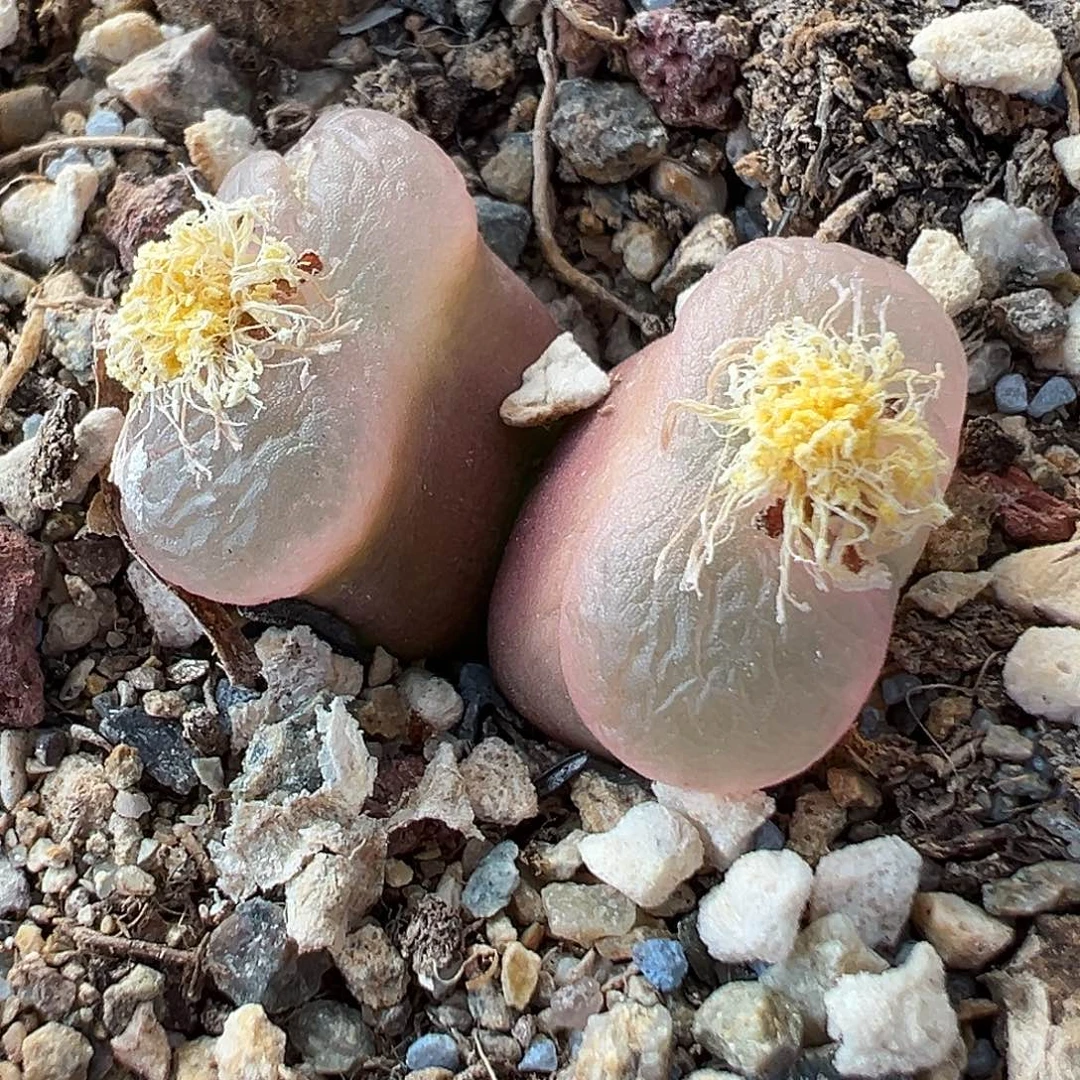 1024肉锥几何超红超级福利