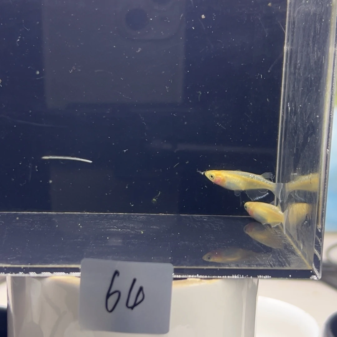 青鳉鱼64。      吧