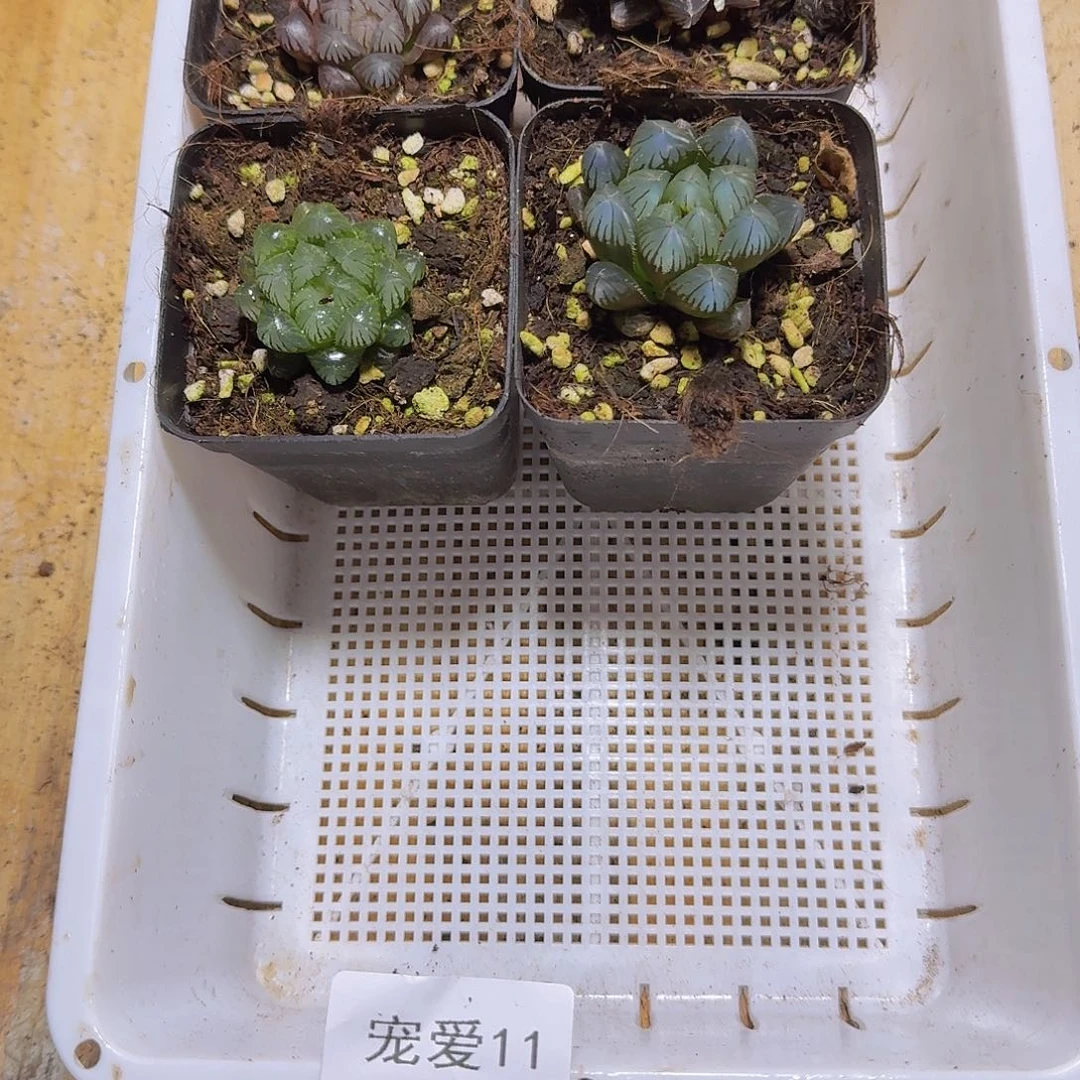 直播福利一物一拍11