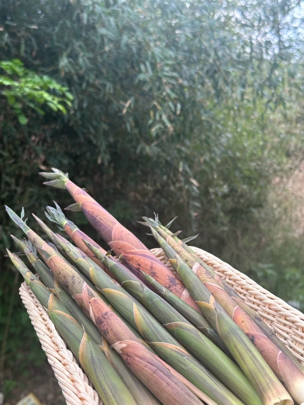 小野笋野生新鲜带壳竹笋脆嫩美味各地特产竹笋包邮