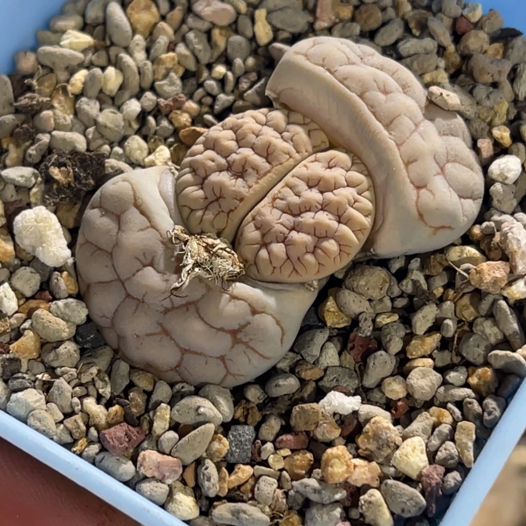 7800凹凸白底凹凸189