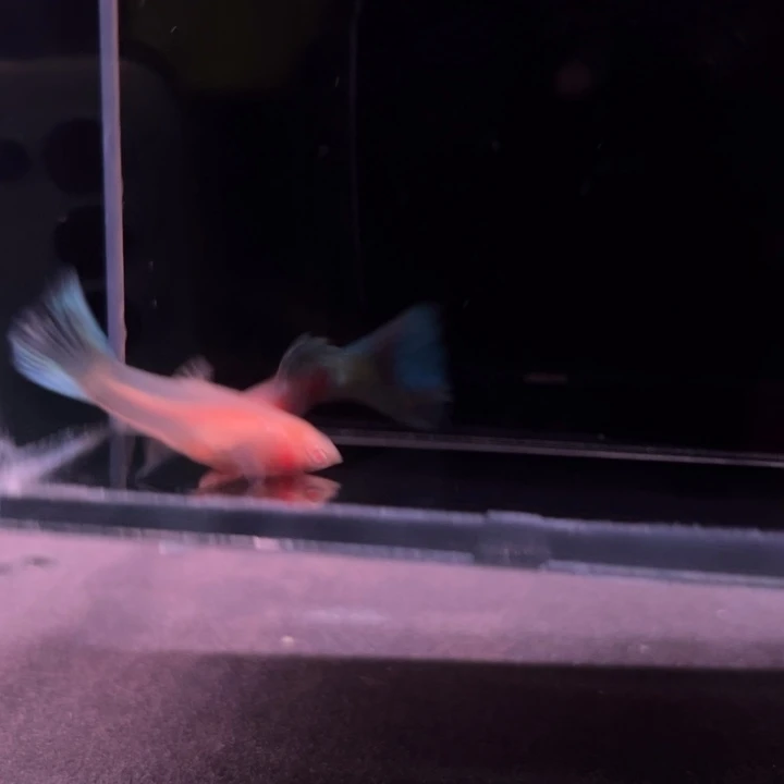 孔雀鱼法兰星白子1对