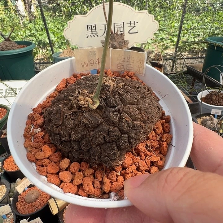 多肉植物专拍 一物一拍 墨西哥龟甲龙943