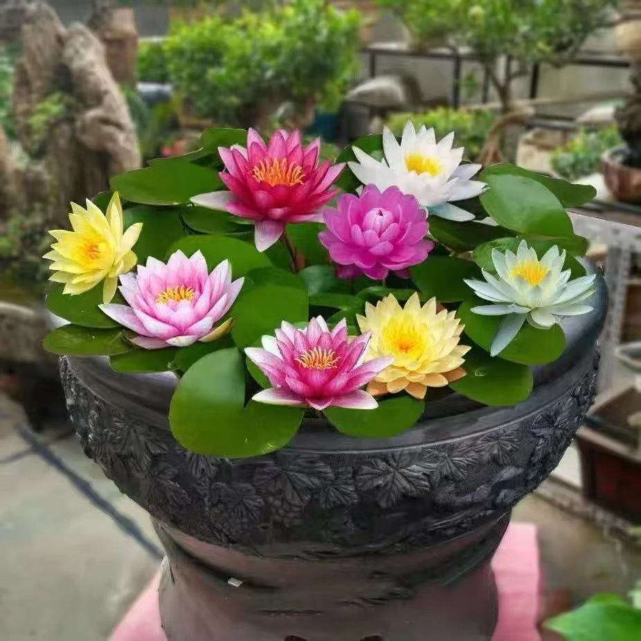 睡莲莲花盆栽池塘植物水养荷花根块户外鱼缸花卉四季水培庭院开花