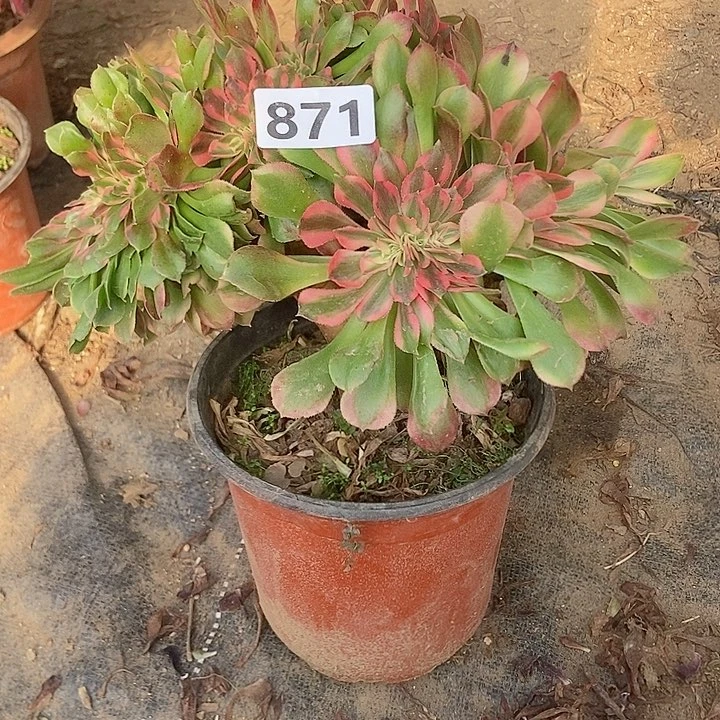 871香妃缀化老板子法师