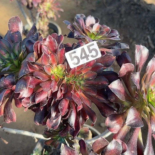 米***家多肉植物一个晚霞545