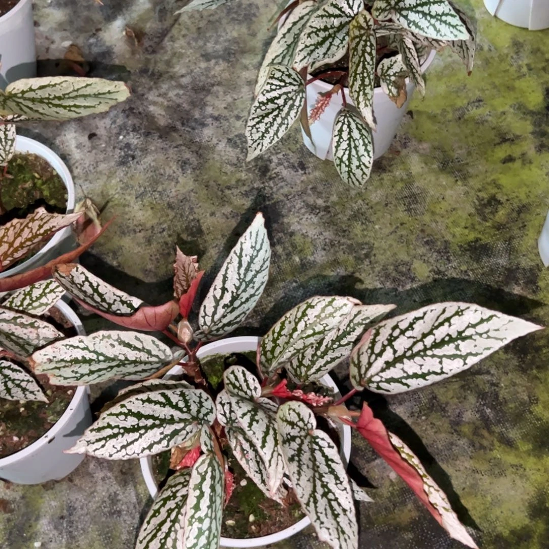 完全开放猫耳朵一颗