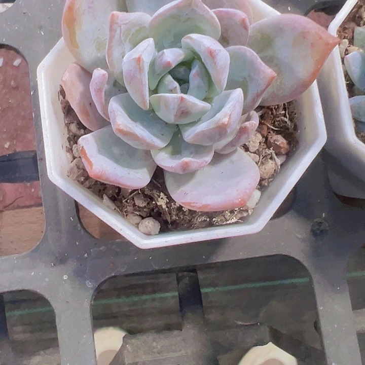 雪天使精品多肉植物
