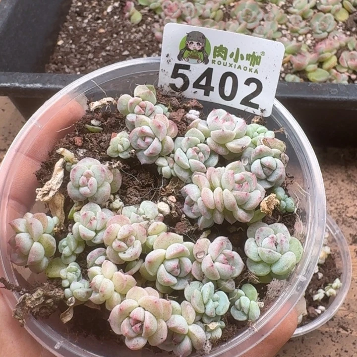 多肉植物多肉植物