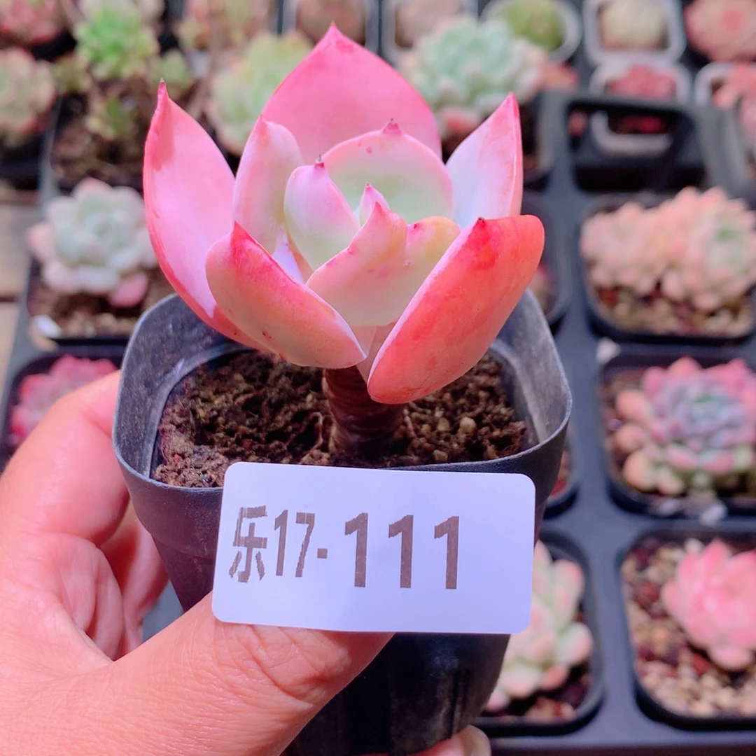 乐然17-111 白凤单头