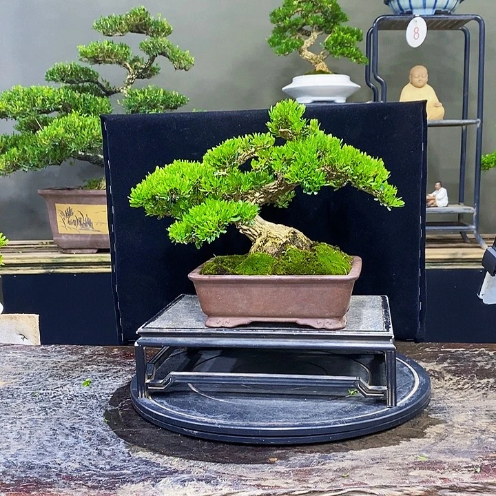 无花朵黄杨盆景四季常青