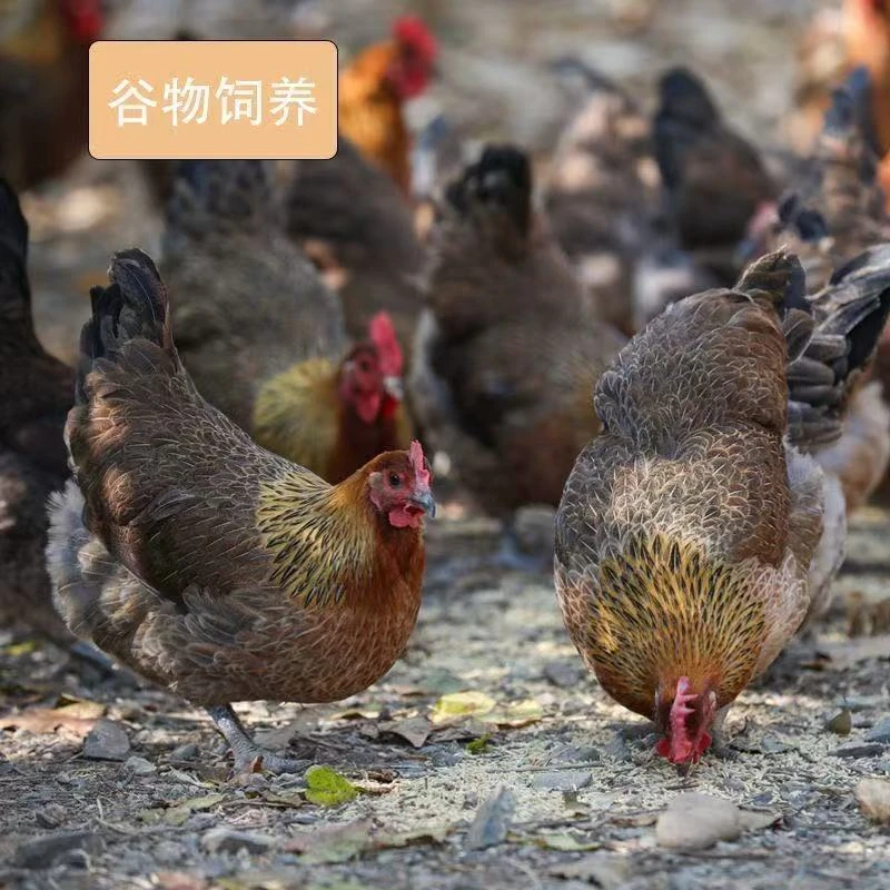 【风物C】农家散养红瑶鸡发货包邮到手4只新鲜XG1