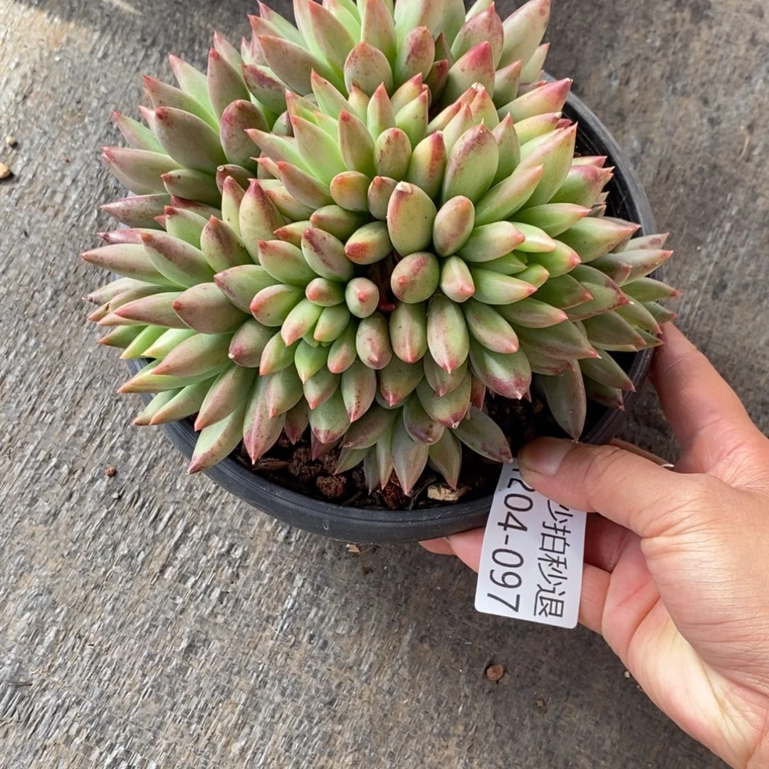 两单包邮1204-97二代虞