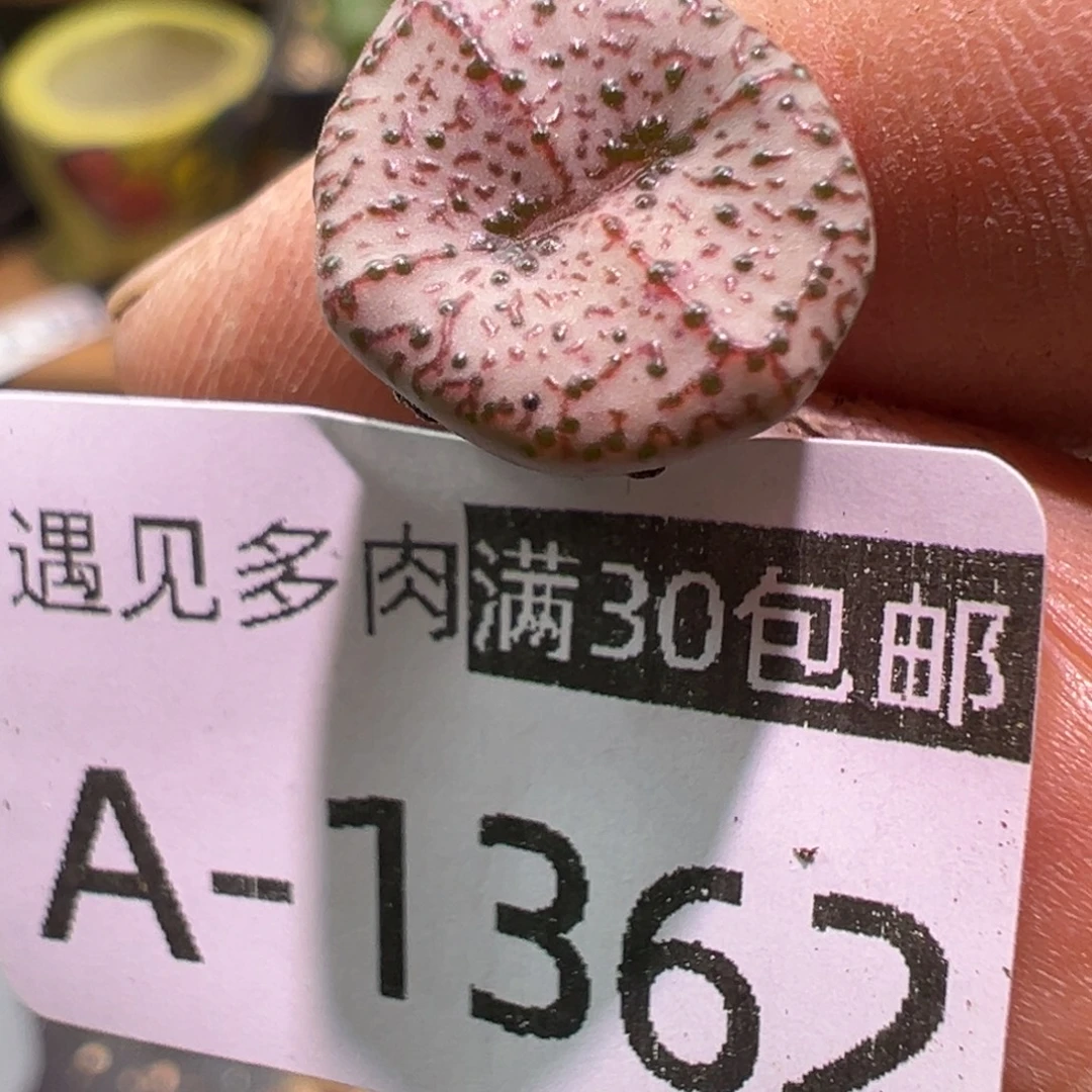 多肉植物11111111111