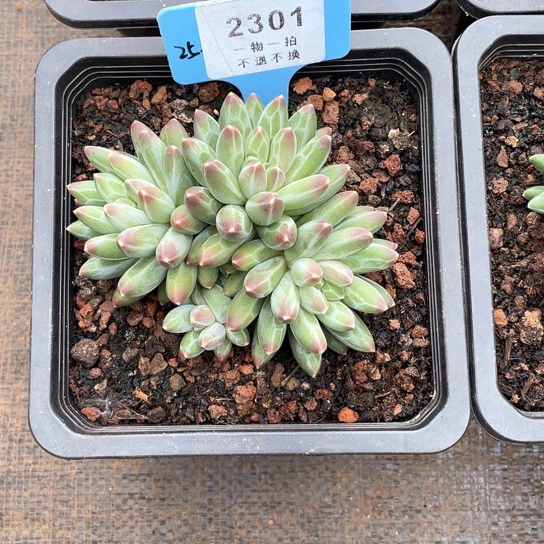 暖***阳伊卡鲁斯群生2301号