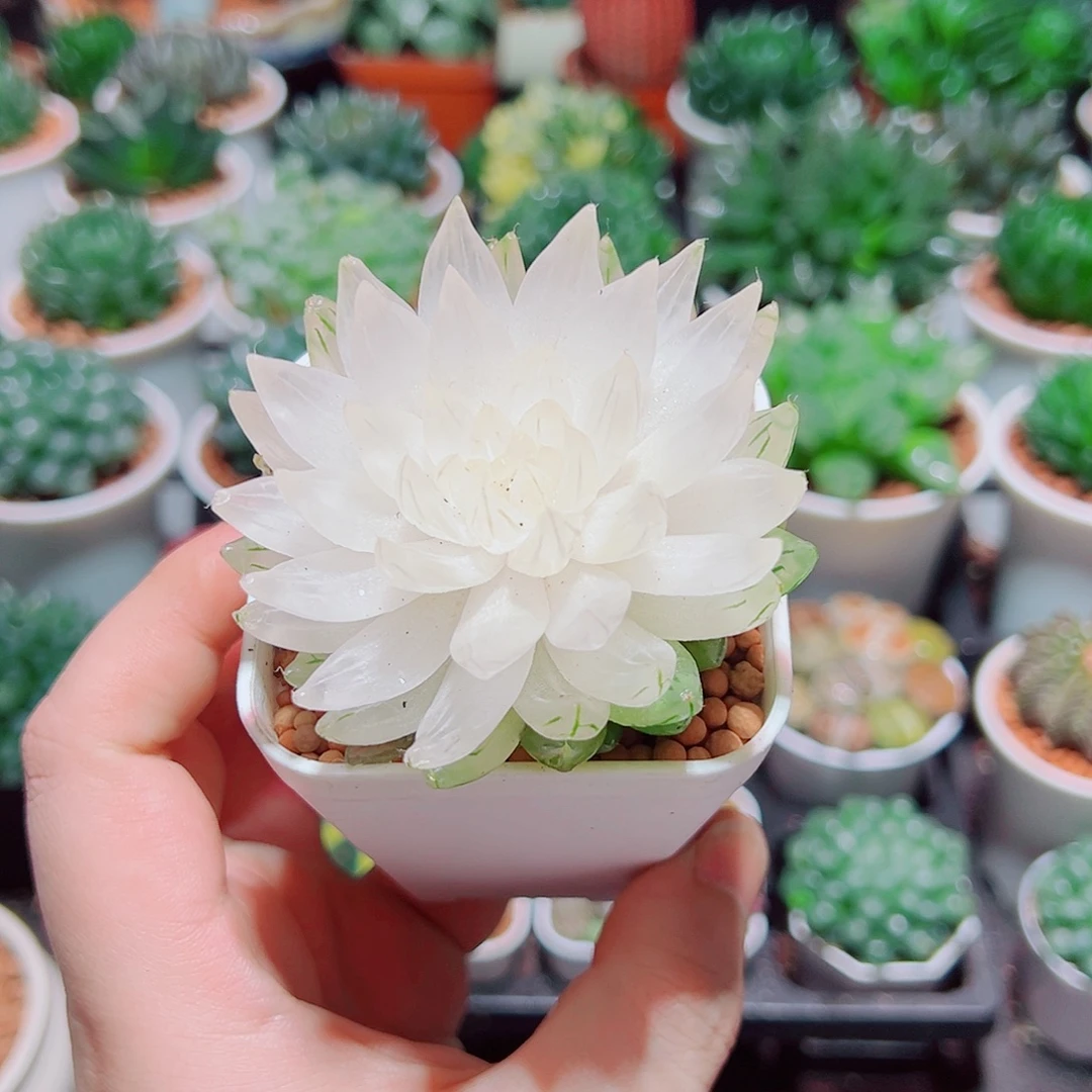 白莲花小白盆多肉多肉