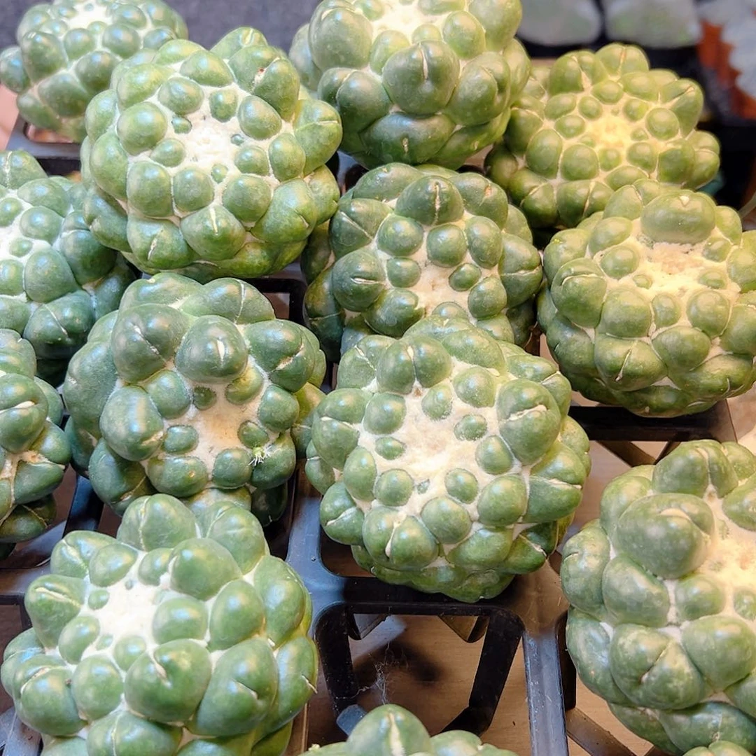 福利无刺象牙无根8公分