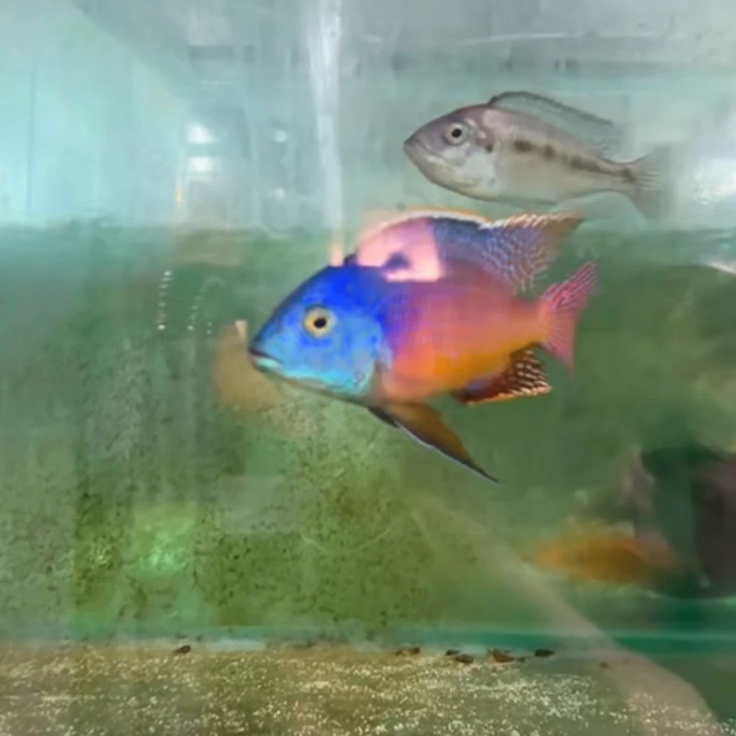 三湖慈鲷观赏水宠鱼苗淡水鱼好养耐活红鱼