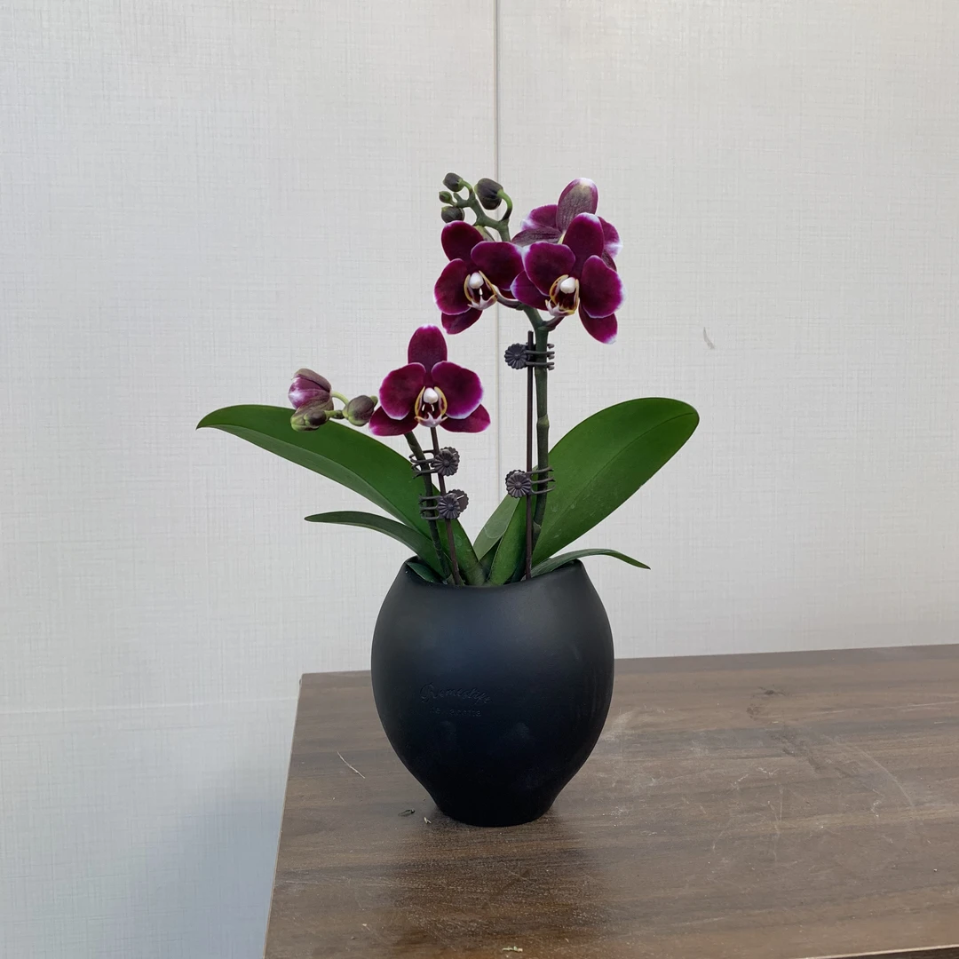 【巧克力】稀有蝴蝶兰 耐开型 复古深紫黑色系 轻奢高级感花卉