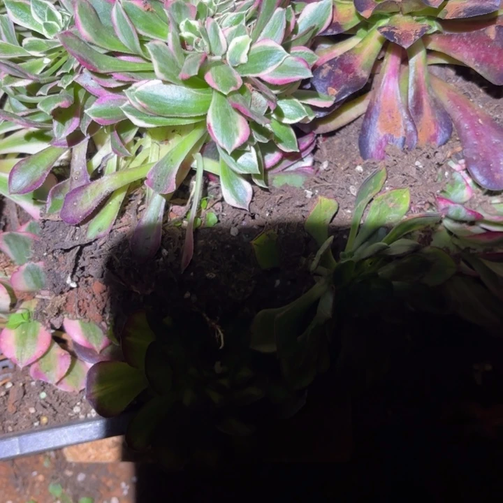 晚****）495组合掌心多肉法师锦