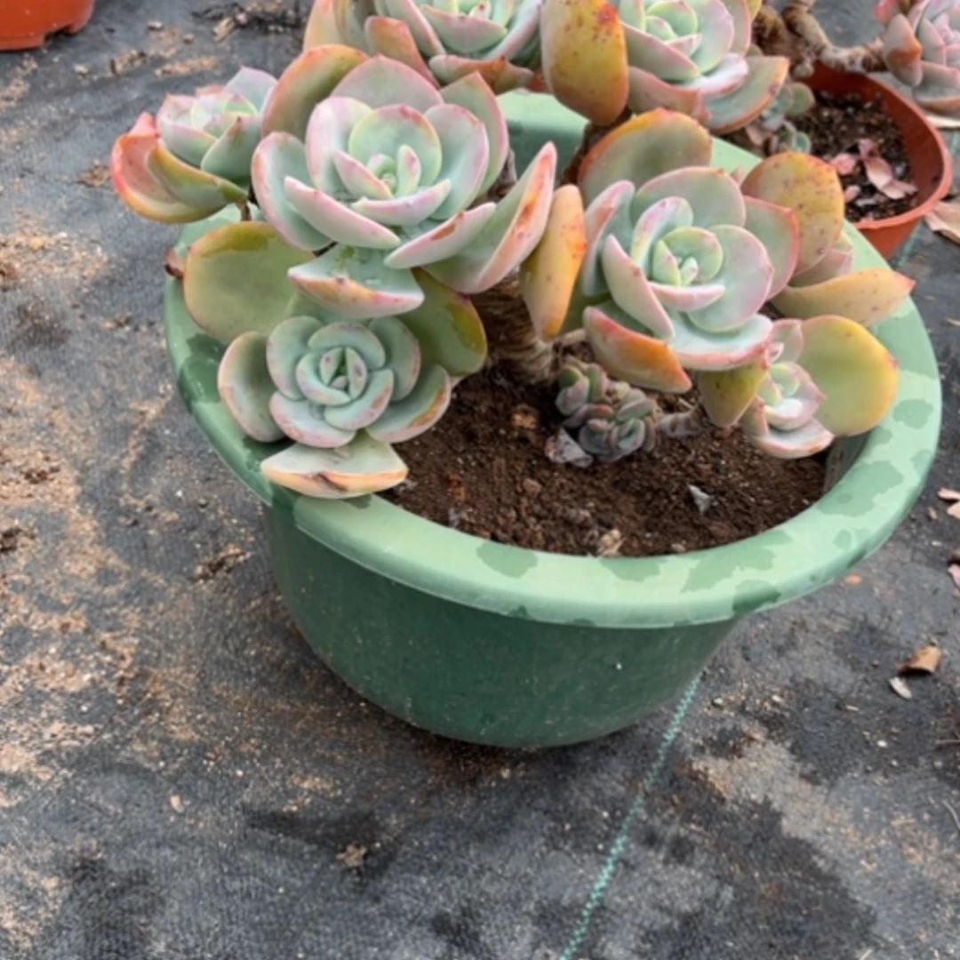 【闪购商品】M***O白月