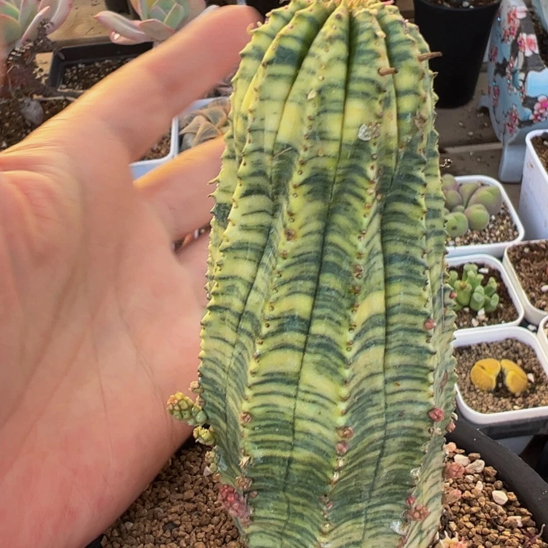 多肉植物百科锦398