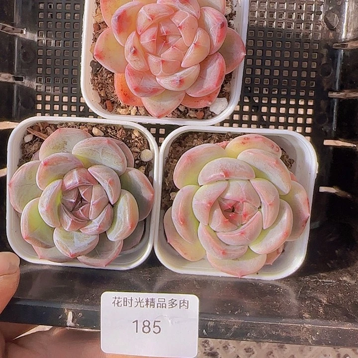 花时光精品多肉185