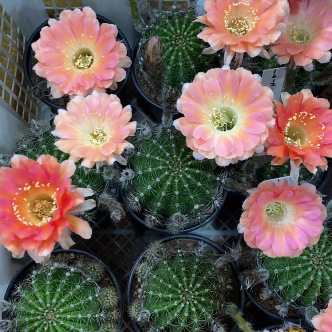 【闪购商品】1612多变彩草