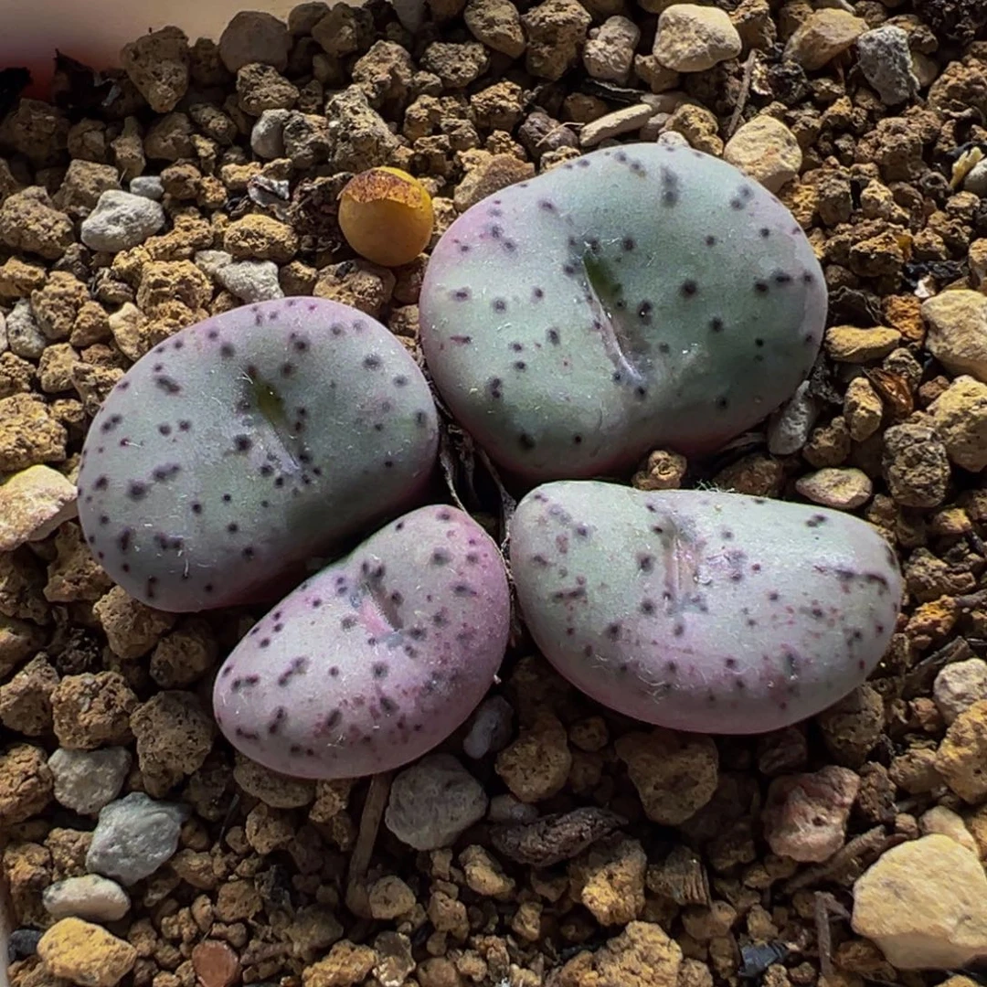 652多肉植物种类多样