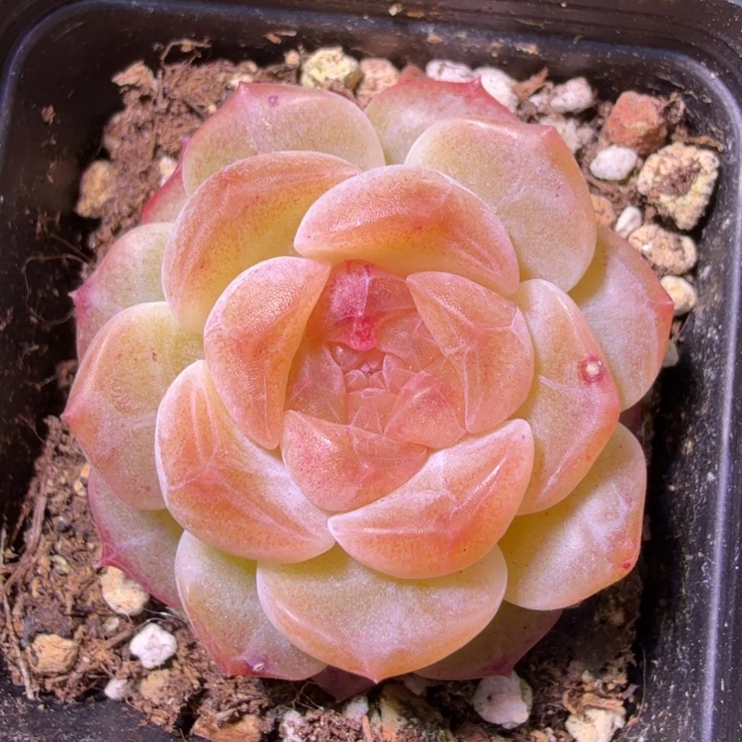 无尽灯单头开播福利