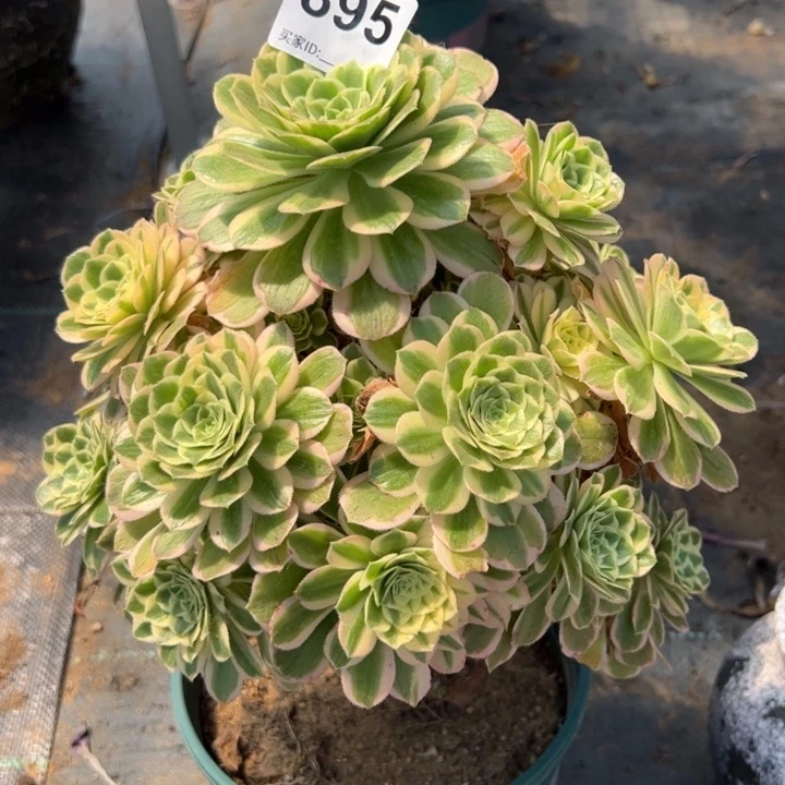 895碧玉23厘米左右