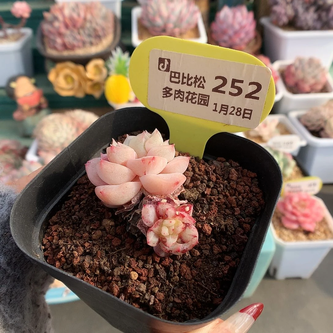 252双头粉钻石化多肉植物