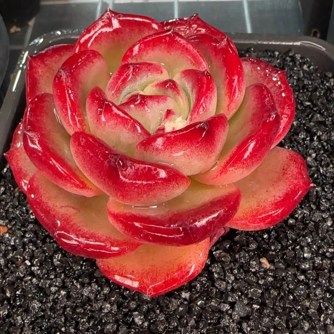 从前慢花园精选多肉大雪花