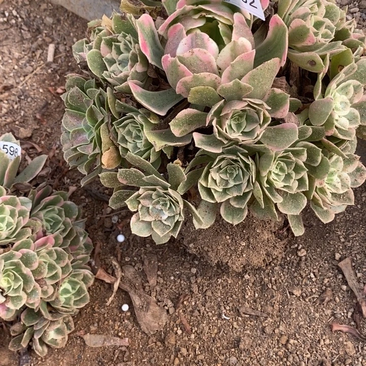 蓝***蓝802女妖多肉植物大事