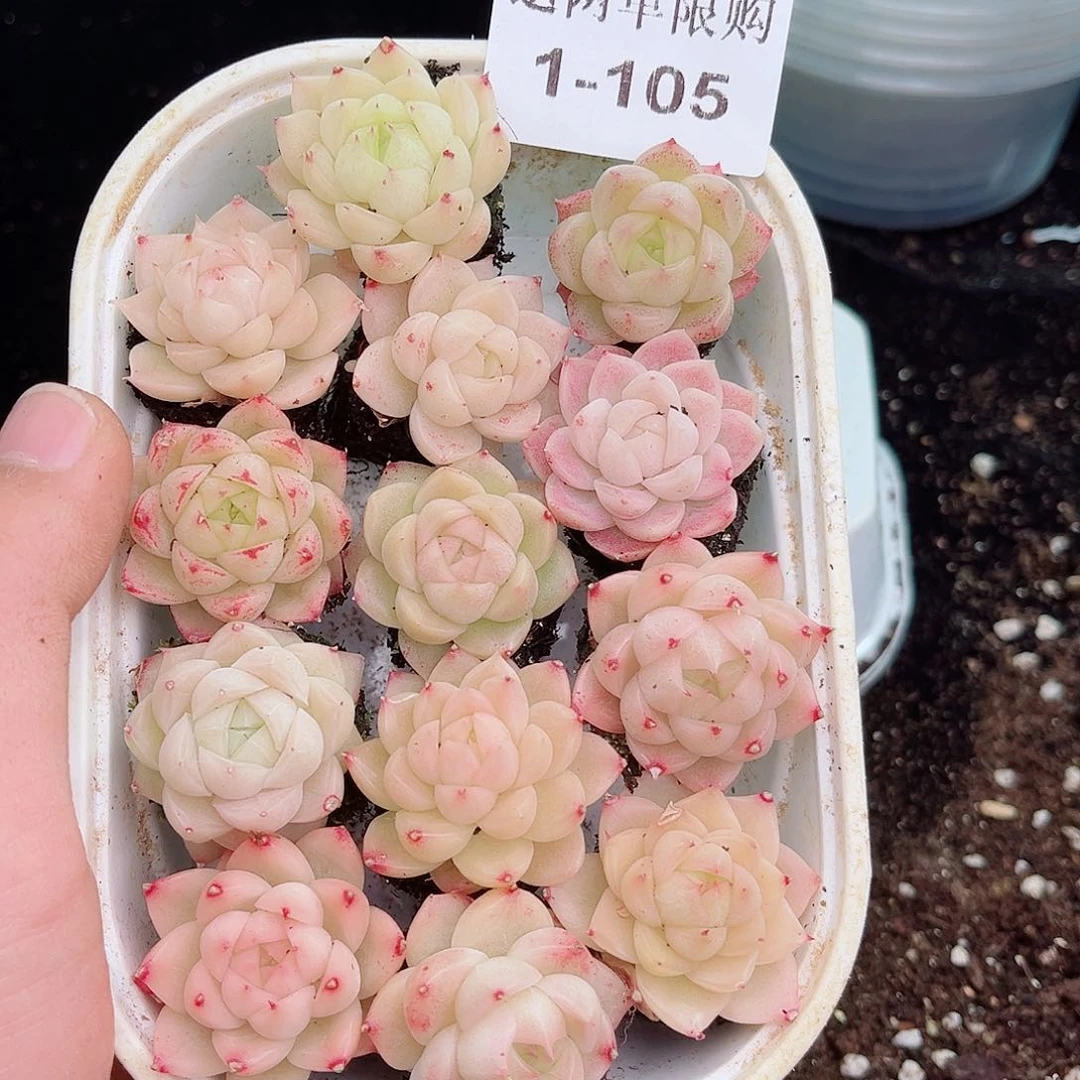 l****.1-105新疆西藏内蒙不发12.8包邮