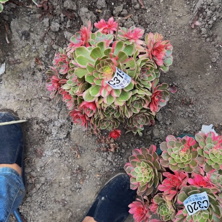 光****黑魔锦花25-26包邮花花