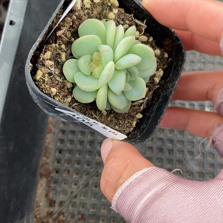 标签405秃子甜心一个多肉