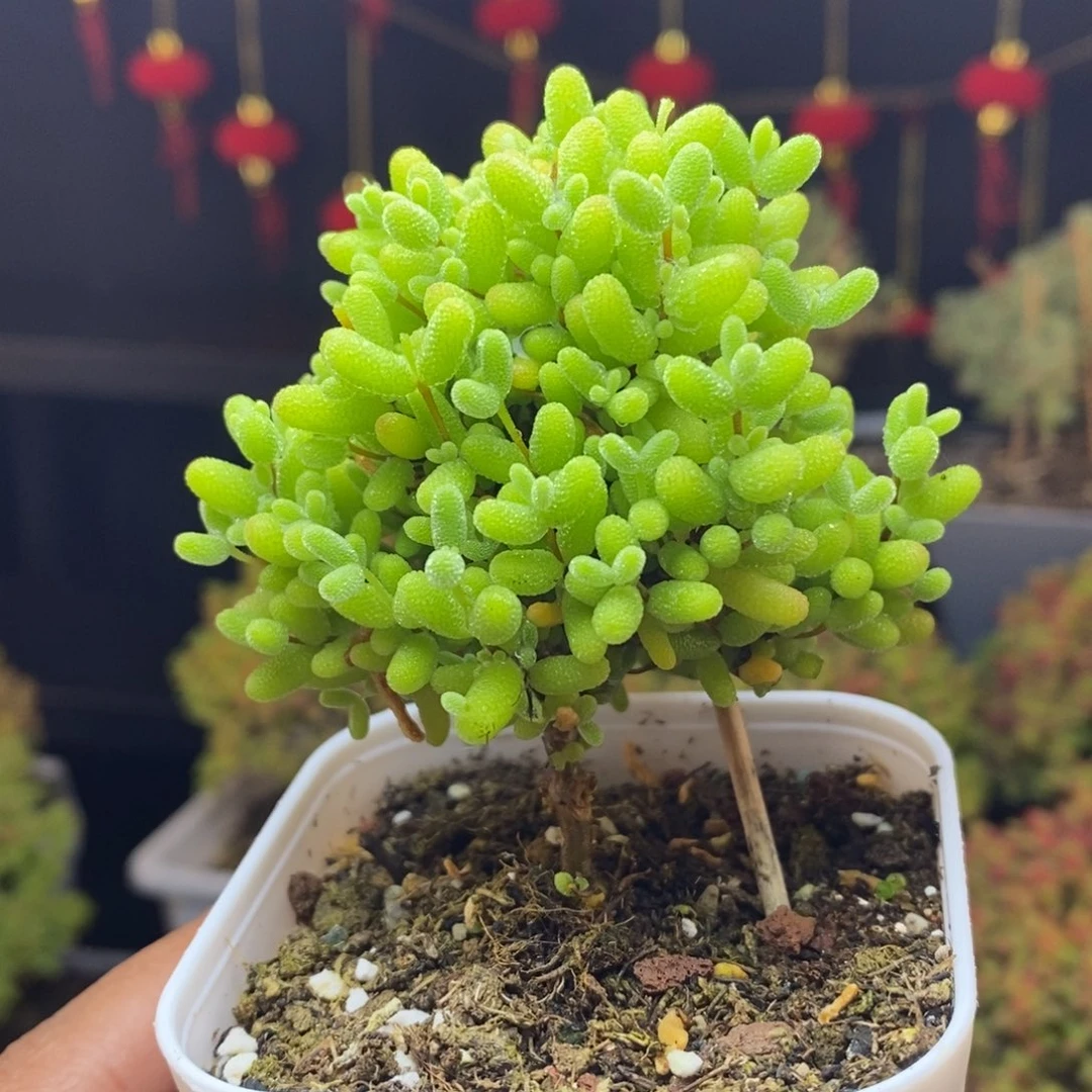 353号蜜橘糖球枝干多肉