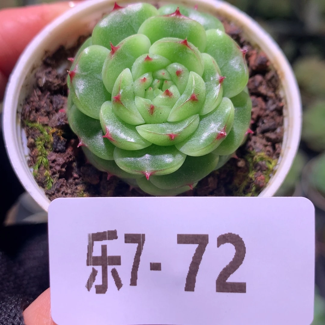 乐然 7-72 新品珍妮