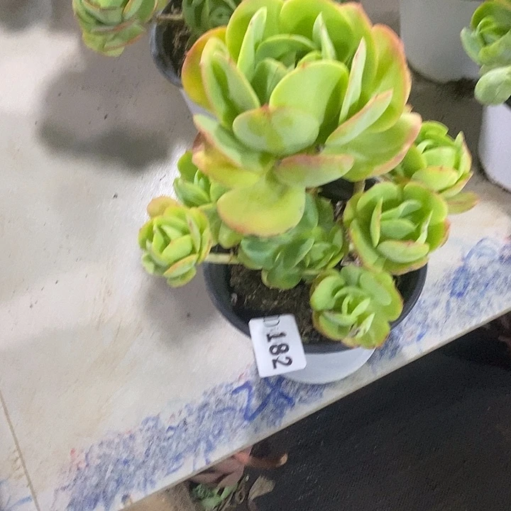 壳***壳182碧桃多肉植物多肉