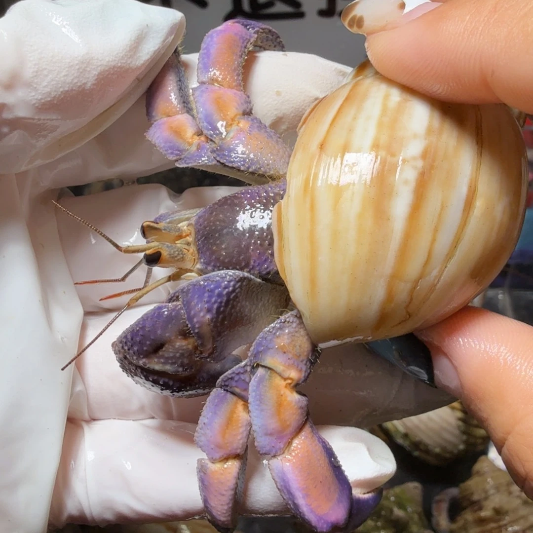 3.1口樱花粉丝袜腿